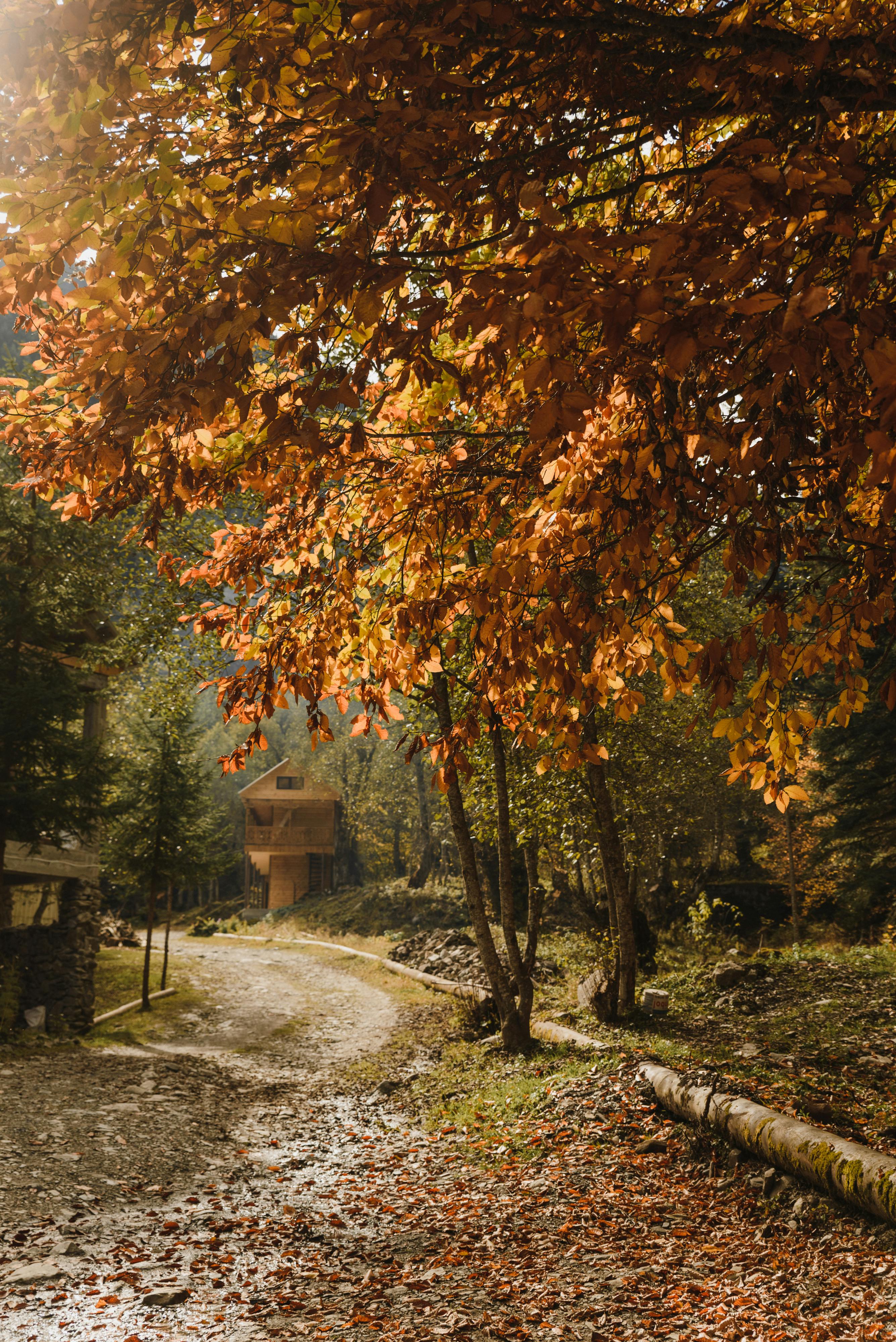 Autumnal scene with trees with orange leaves along a path in a forest.